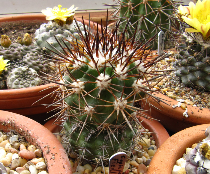 Copiapoa fieldleriana